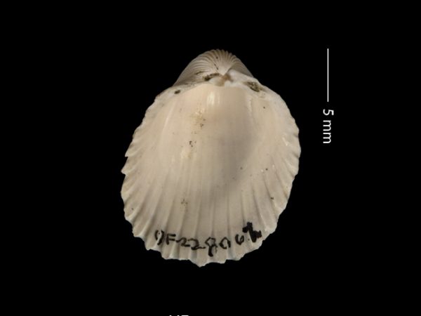 Apiocardia n. sp. | white cockle | berberecho blanco or cardo blanco