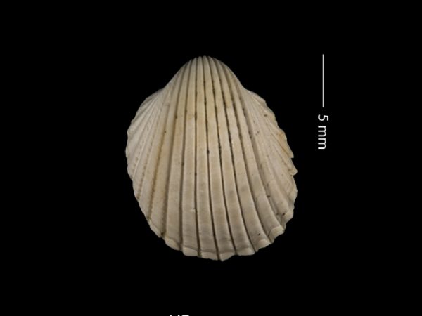 Apiocardia n. sp. | white cockle | berberecho blanco or cardo blanco