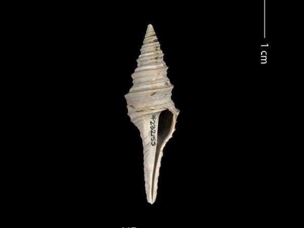 Polystira n. sp. | giant turrid | torreón gigante