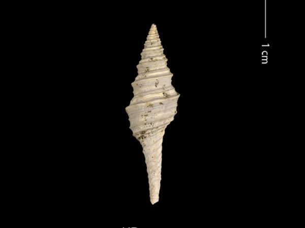 Polystira n. sp. | giant turrid | torreón gigante