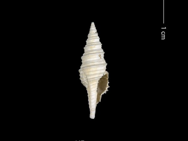 Polystira n. sp. | giant turrid | torreón gigante