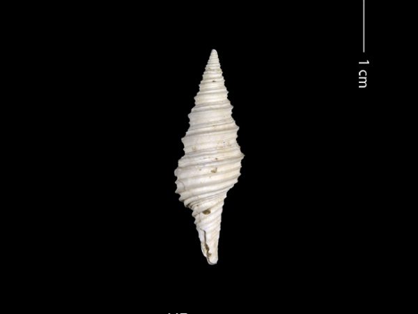 Polystira n. sp. | giant turrid | torreón gigante