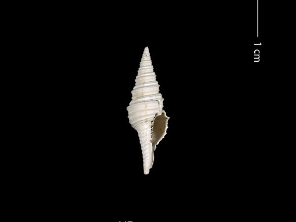 Polystira n. sp. | giant turrid | torreón gigante