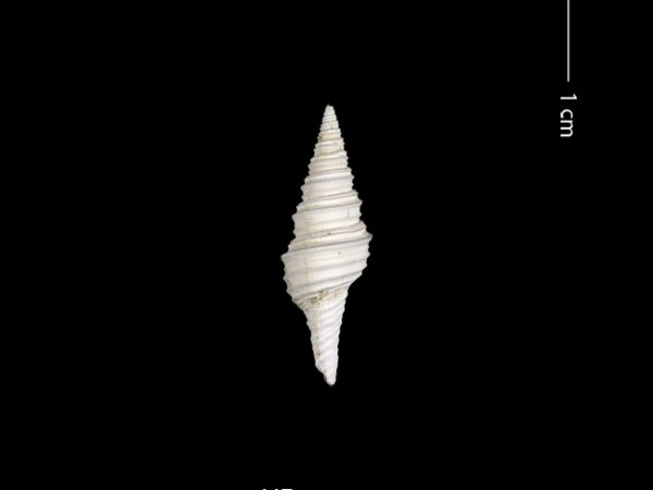 Polystira n. sp. | giant turrid | torreón gigante