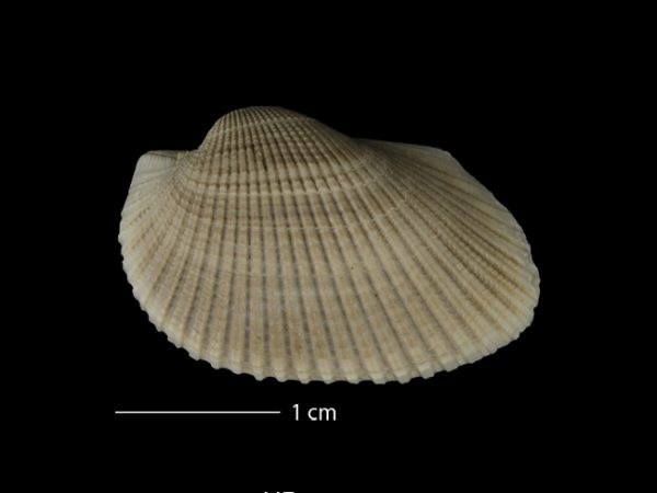 Anadara (Rasia) dariensis; ark shell