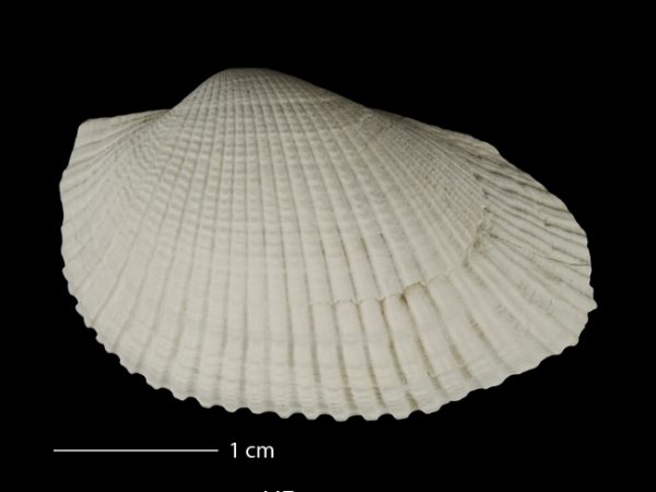 Anadara (Rasia) dariensis; ark shell