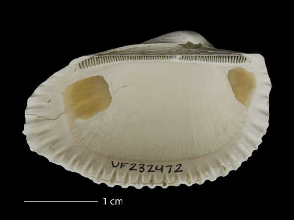 Anadara (Rasia) dariensis; ark shell