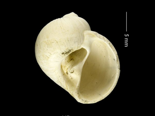 Stigmaulax guppiana | moon snail | caracol de luna or cachete