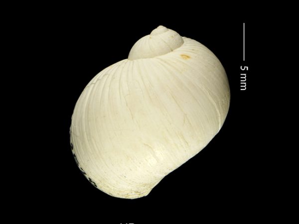 Stigmaulax guppiana | moon snail | caracol de luna or cachete