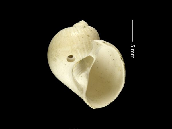 Stigmaulax guppiana | moon snail | caracol de luna or cachete