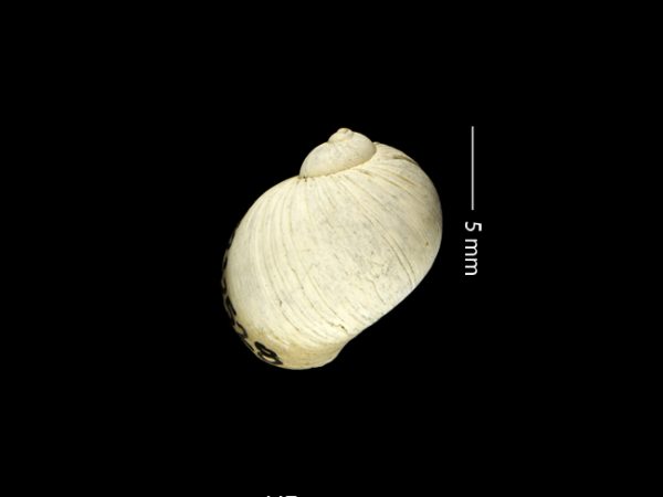 Stigmaulax guppiana | moon snail | caracol de luna or cachete