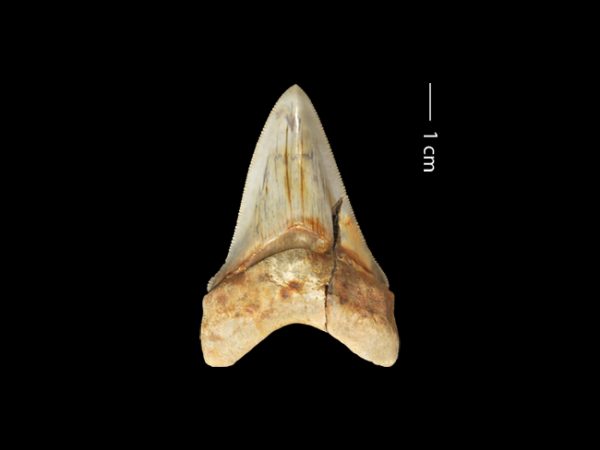 Carcharocles megalodon | megalodon | megalodón