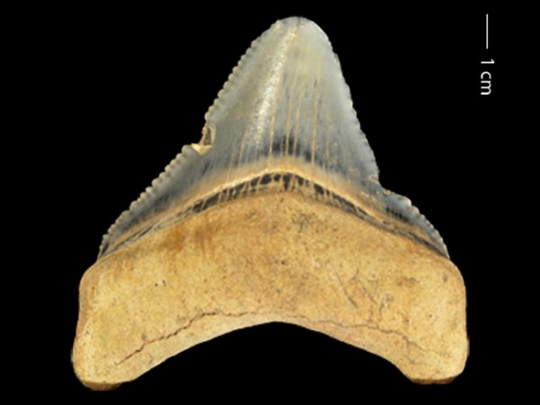 Carcharocles megalodon | megalodon | megalodón