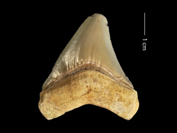 Carcharocles megalodon | megalodon | megalodón