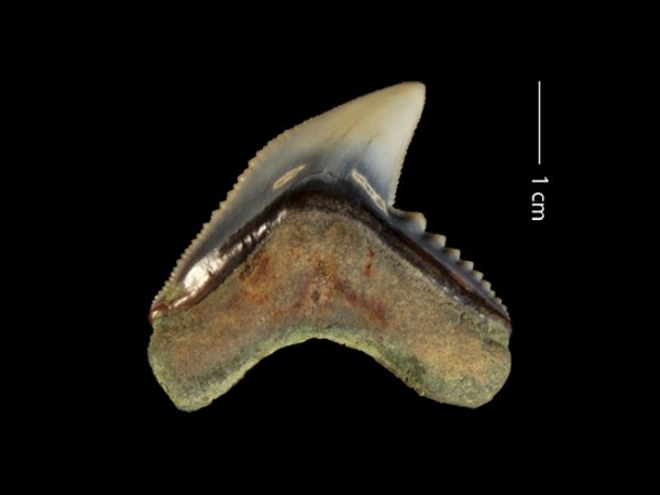 Galeocerdo cuvier | tiger shark | tiburón tigre