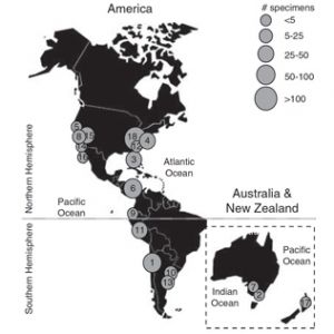 Mapa mostrando las localidades con especímenes de Carcharocles megalodon usadas en el estudio. La figura ha sido extraída de Pimiento and Balk 2015.