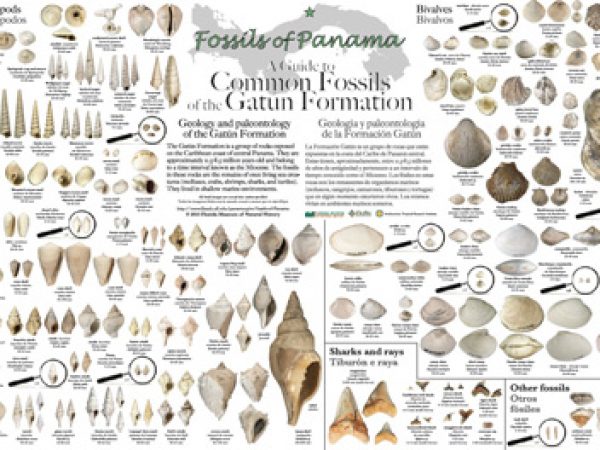 gatun fossils poster