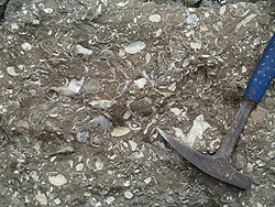 invertebrate fossils in ground