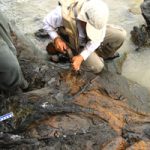 Man excavating fossil