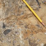 Pencil on ground near fossils