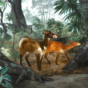 A restoration of Paratoceras. Artwork by Danielle Byerley