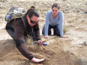 Florida teacher Megan Hendrickson and New Mexico teacher Hanni Patterson digging up a toe bone of Megatylopus. Photo by Scott Flamand.