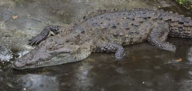 American Crocodile (Crocodylus acutus), one of two extant species of crocodylians that currently inhabits Panama. Sometimes they can be spotted basking on the shores of and swimming in the Panama Canal. Photo taken by E. Whiting at the St. Augustine Alligator Farm (Florida, USA) in 2012.