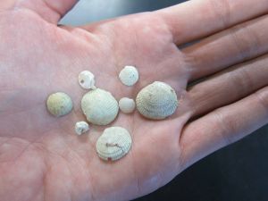 Sahale Casebolt holds some of the modern molluscs sampled during her recent research expedition in Panama. © Photo courtesy of Sahale Casebolt.