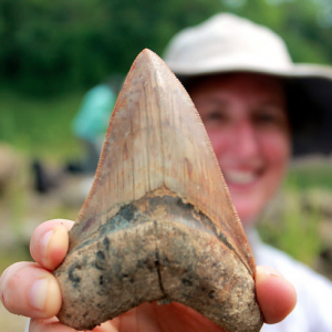 Florida science teacher Leigh Larsen found a Megalodon tooth in Panama. © Photo courtesy of Megan Higbee.