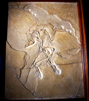 The most famous specimen of Archaeopteryx litographica, symbol of the 74th SVP meeting and exhibited in the Museum fur Naturkunde in Berlin. Photo by Julia Tejada.
