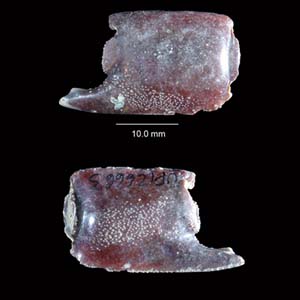 Both inner and outer sides of a claw fragment, a propodus of Glypturus panamacanalensis. Source: Klompmaker et al. (2015) in Journal of Systematic Palaeontology.