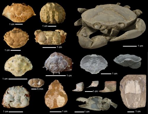 Selected Miocene decapod crustaceans from the Pacific and Caribbean rocks exposed along the Panama Canal. Photo courtesy of Javier Luque.