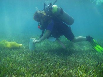 Katy Cummings samples the sea grass beds in Bocas del Toro. © Photo courtesy of K. Cummings.
