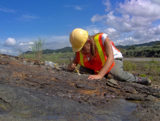 PhD student Javier Luque collecting decapod crustaceans from the Miocene Culebra Formation in the area of expansion of the Panama Canal. Photo courtesy of Javier Luque.