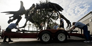 FLMNH staff moving a triceratops cast for the Cruising the Fossil Freeway exhibit. © Photo by Kristen Grace | Florida Museum of Natural History.