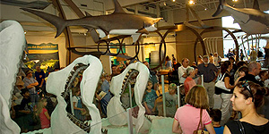 Dr. Bruce MacFadden, PCP-PIRE Principal Investigator participated in the development of the traveling exhibit "Megalodon: Largest Shark that Ever Lived," from the Florida Museum of Natural History. © Photo by Eric Zamora