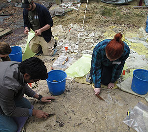 The Spring 2014 intern cohort excavates at Thomas Farm prior to their departure to Panama. Clockwise from top left: Ryan Haupt, Caitlin Colleary, Jose Santiago Saez and Gussie Maccracken. © Photo by Aaron Wood.