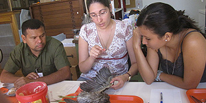 Student Yanet Mederos, showing how voucher specimens are prepared in the Ornithology Collection. © Photo by Jorge Pino