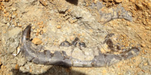 Beardog jaw found at the Panama Canal. © Photo by Stephanie Lukowski.