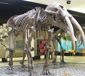 Gomphotherium augustens skeleton at the Senckenberg Museum of Frankfurt. © Photo by Ghedoghedo, Creative Commons License