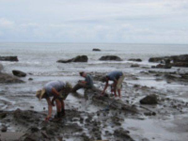 Collecting fossils in Azuero Peninsula. © Photo by Steve Manchester.