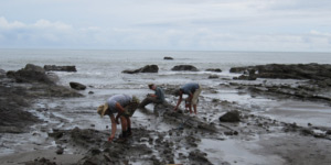 Collecting fossils in Azuero Peninsula. © Photo by Steve Manchester.