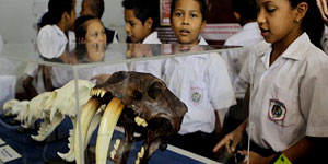 Students at the Wild Cats of Panama exhibit. © Photo by David Mesa.