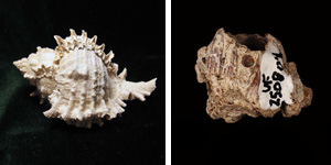 The shell of the modern muricid gastropod Murex globusus (left) and a fossil barnacle with an incomplete drill hole from the Armuelles Formation of Panama. (M. globusus photo courtesy of Kevmin, barnacle photo excerpted from Klompmaker et al. 2015)