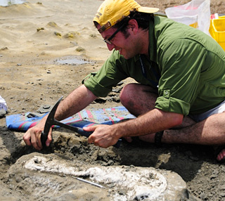 Jorge Velez-Juarbe in Panama excavating a dolphin skull. © Photo by Nick Pyenson.