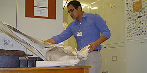 Jorge Pino working in the lab at the Florida Museum of Natural History. © Photo by Mary Luz Araúz.