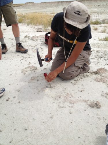Summer 2014 Intern Michelle Barboza excavates a large mammal tooth from the Chadronian flats. Photo by Cristina Robins.