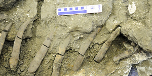 Fossil dolphin from Panama. © Photo by Jorge Velez-Juarbe.