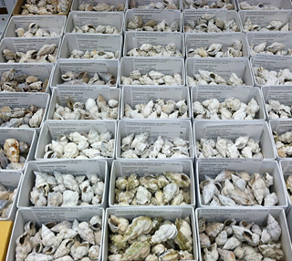 Part of the specimens of the Invertebrate Paleontology collection. © Photo by Austin Hendy.