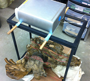 The fossil dugong from the Panama Canal being scanned by a laser surface scanner in the Fossil Preparation Lab at the Florida Museum of Natural History. Note the red lines of the lasers sweeping across the bones gathering data about the shape and texture of the fossil. © Photo by Aaron Wood.